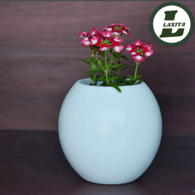 Indoor Combo – Set of any 2 Plant with Indoor pot